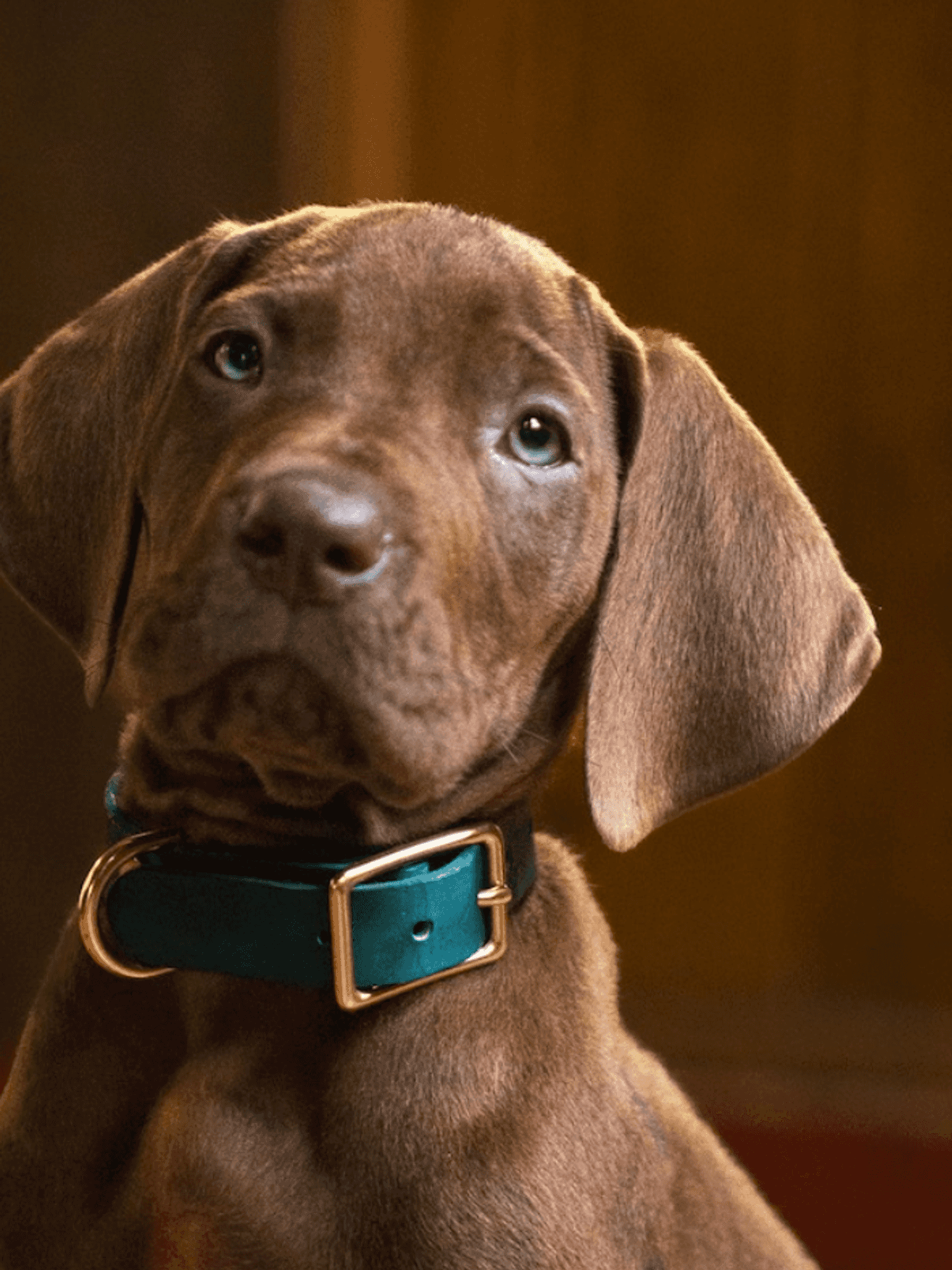 Netflix shares first look at Scooby-Doo live-action pup – and fans are all saying the same thing