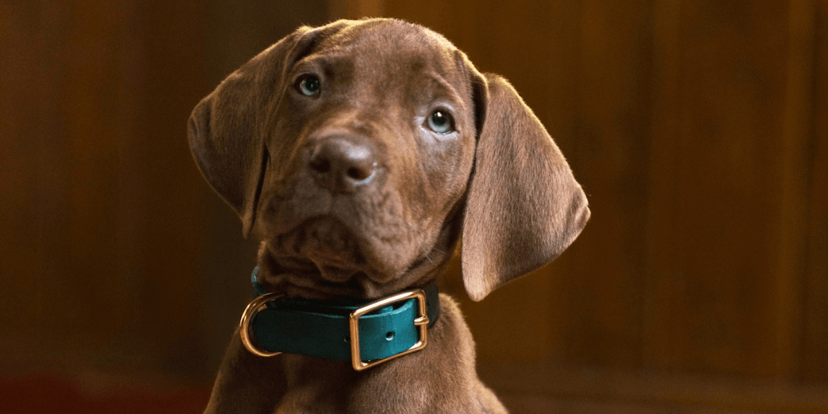 Netflix shares first look at Scooby-Doo live-action pup – and fans are all saying the same thing