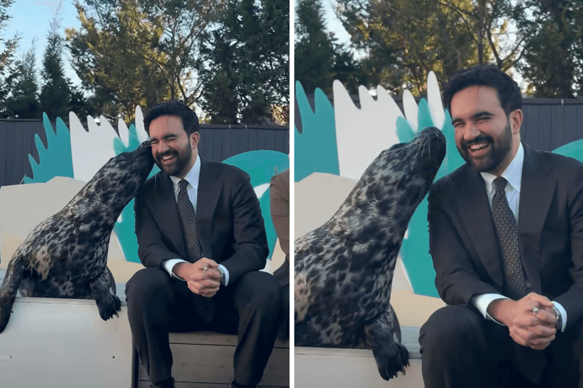 Zohran Mamdani meeting a seal at an aquarium is the timeline cleanse we all need