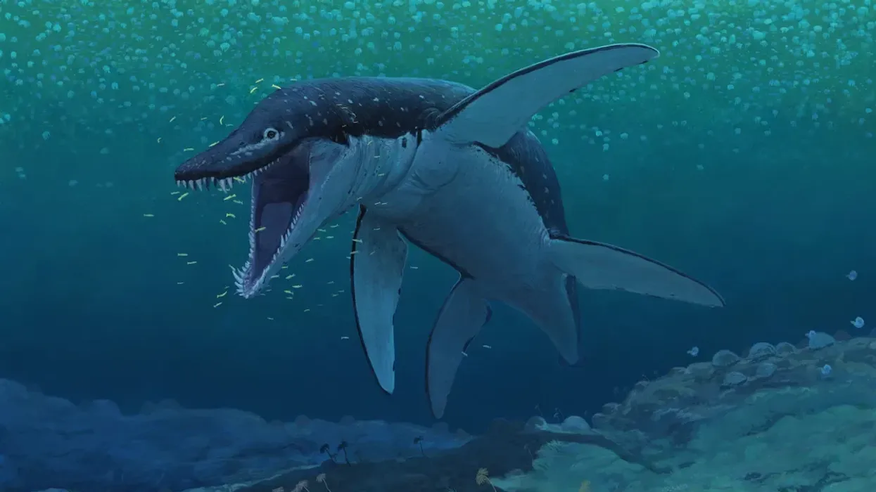 New 'super predator' discovery changes what we know about ancient sea monsters