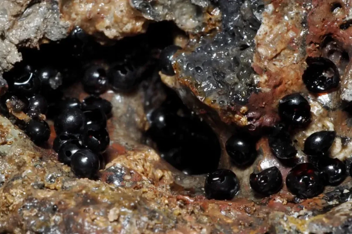 Mystery jet-black eggs discovered in the depths of the Pacific