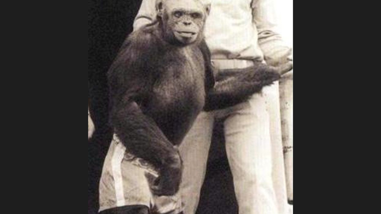 Doctor says scientists secretly made a ‘humanzee’ by mixing humans with chimps