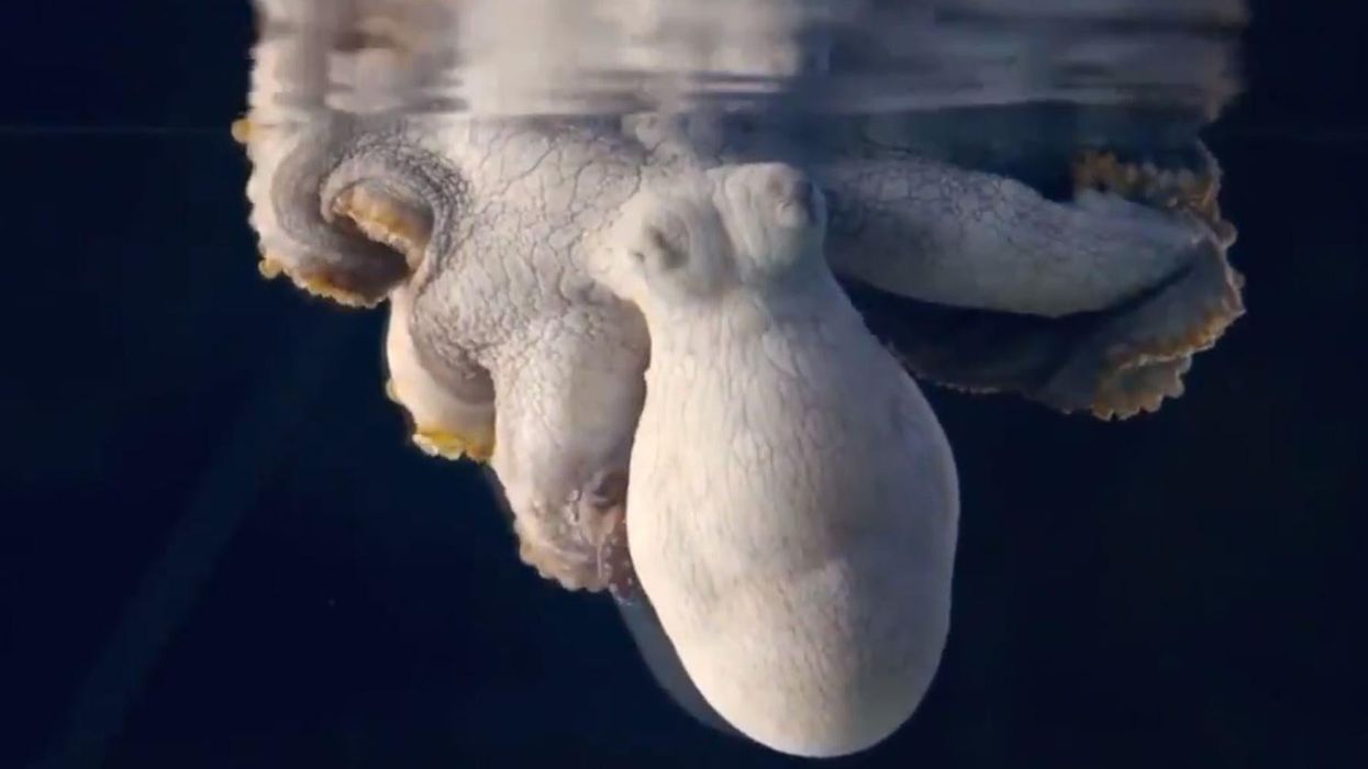 Incredible footage captures a sleeping octopus changing colour while dreaming