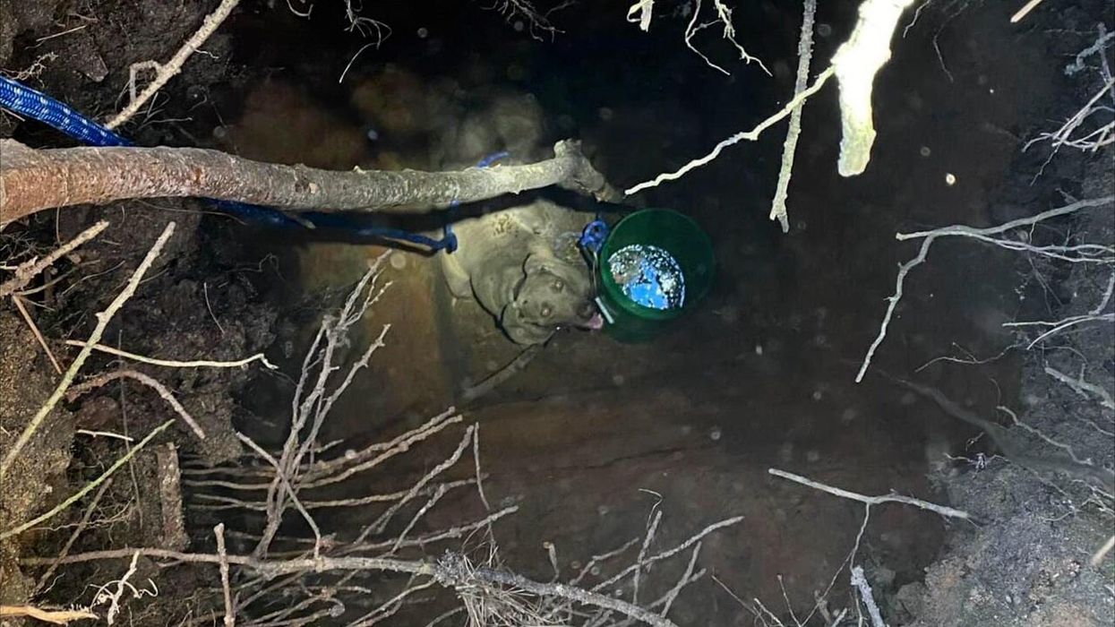 The 10 richest cats and dogs in the world