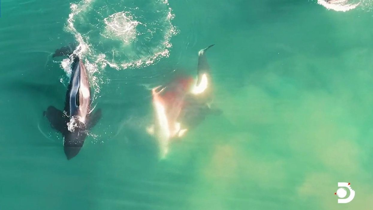 Stunning footage captures moment shark has insides eaten out by gang of orcas