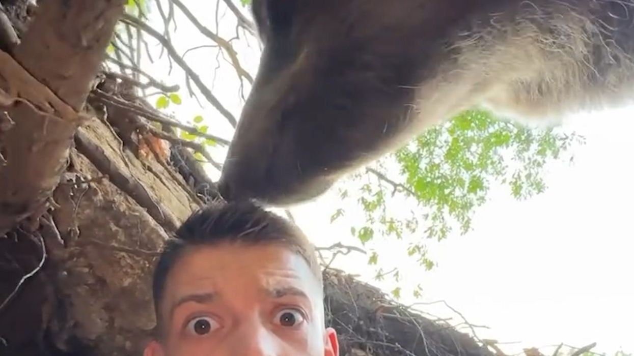 Influencer films himself in empty bear den – but then the huge beast arrives home