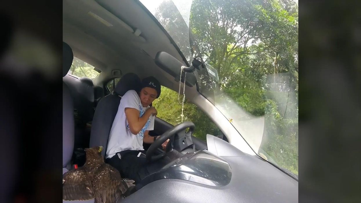 Injured eagle flies into moving car as stunned driver records first-ever vlog