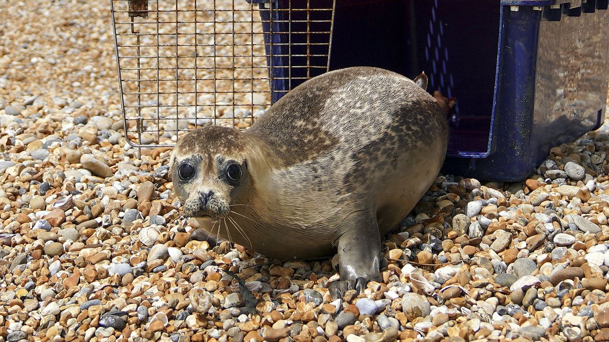 Injured seal released