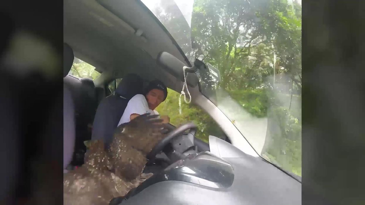 Injured eagle flies into driver's car