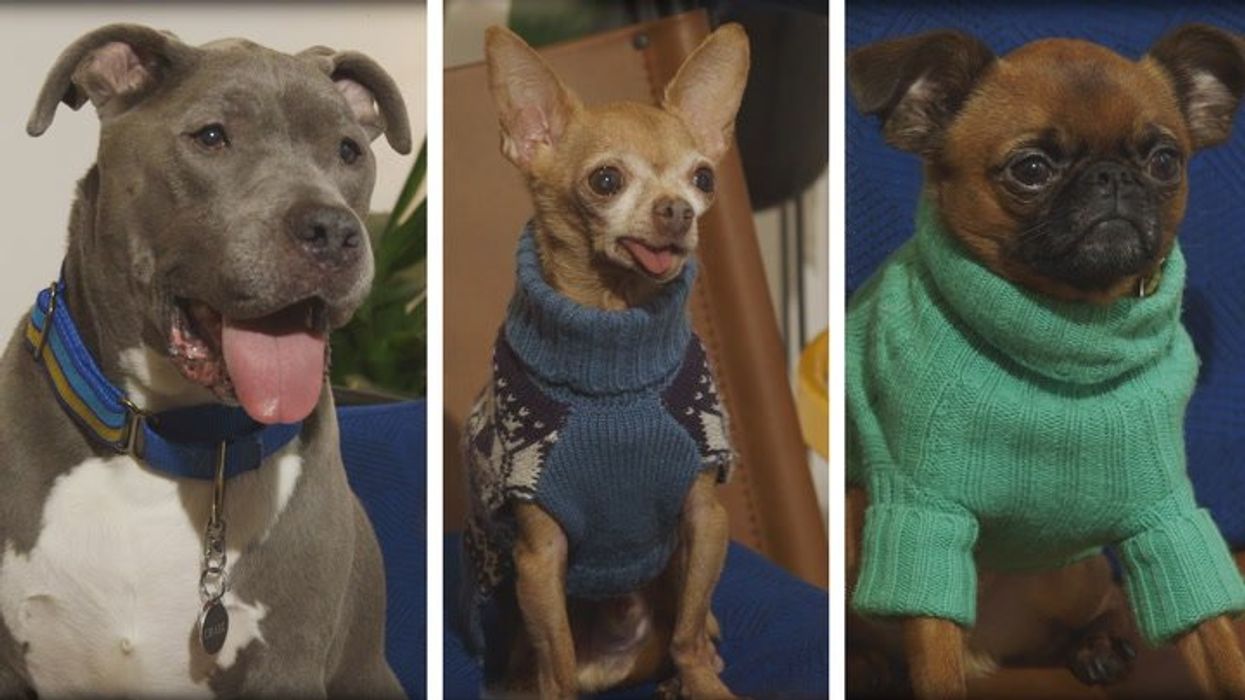 'Nepo-pets' are earning more than the average Brit – from a single Instagram post