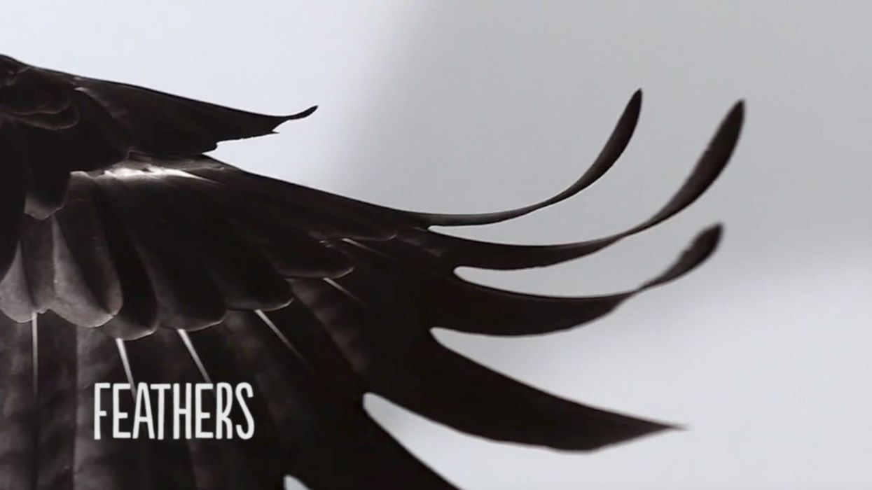 Ancient hidden pattern discovered on bird's feathers by scientists