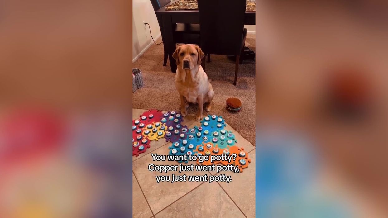 'Talking dog' goes viral but people are worried she's too intelligent