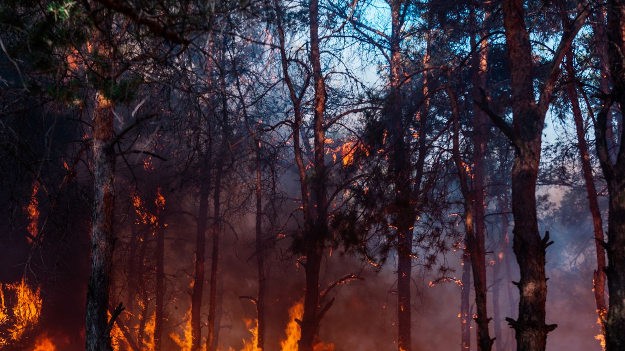 <p>Intense flames from a massive forest fire</p>