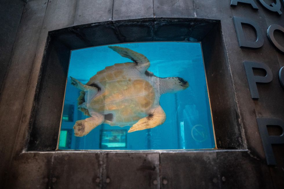 Turtle returned to wild almost two years after being found on Scottish beach