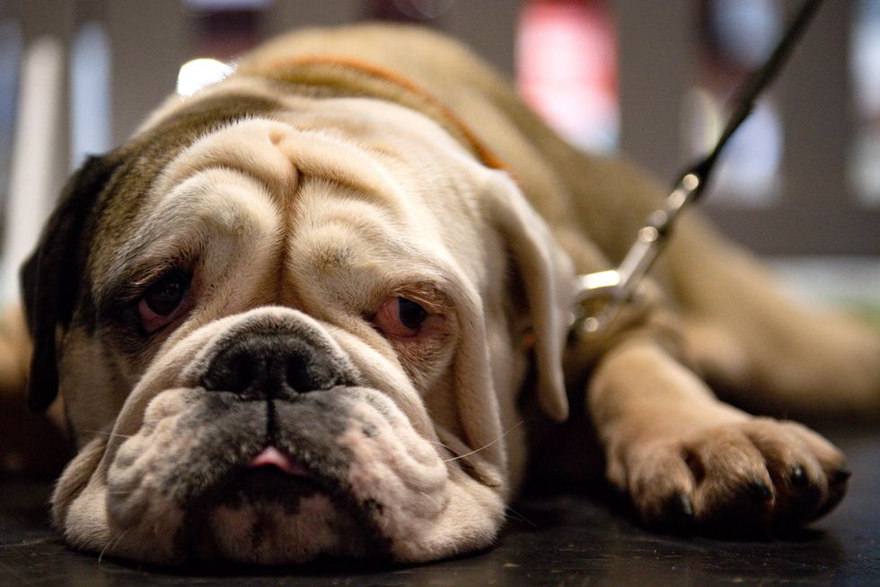 Hundreds of pets have made Ireland their home with Ukrainian refugees