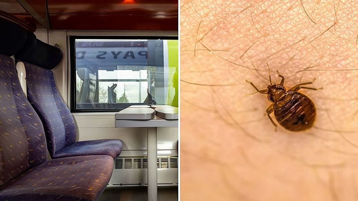 13 of the best memes and reactions as bedbugs take over Paris