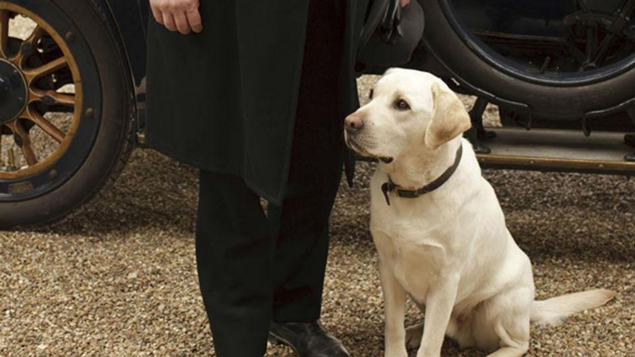 Isis the dog, not the terrorist organisation