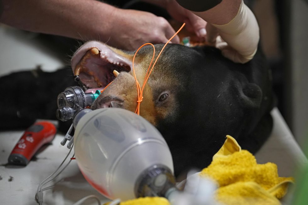 Sun bear undergoes procedure to remove cysts in bid to protect future of species