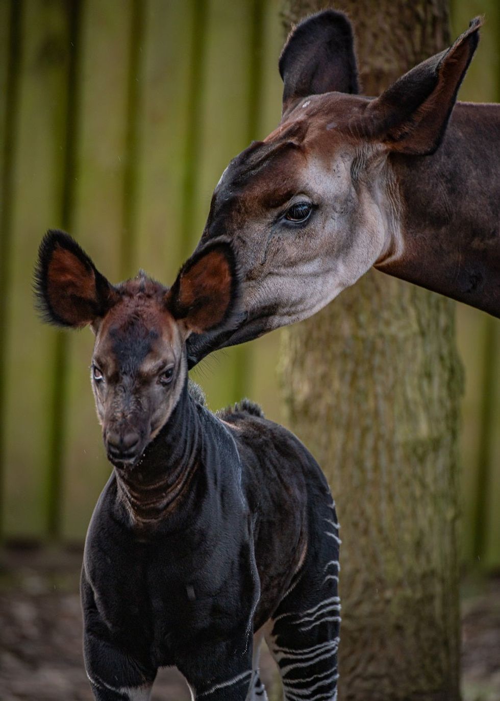 It\u2019s a girl! Rare okapi born at Chester Zoo (27) \u2013 Copy