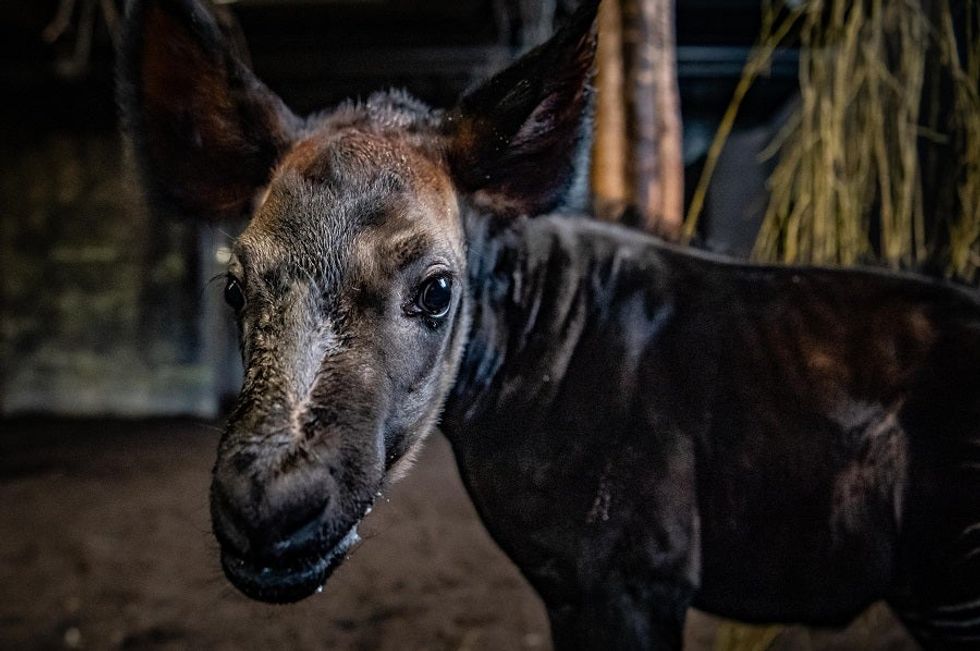It\u2019s a girl! Rare okapi born at Chester Zoo (3)