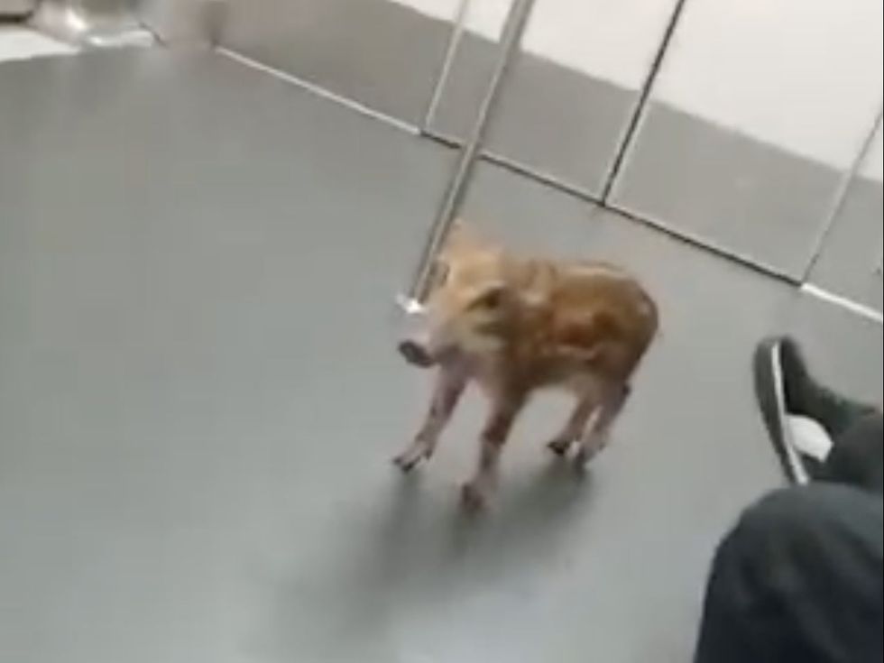 <p>It\u2019s unclear how the piglet managed to board the two trains</p>