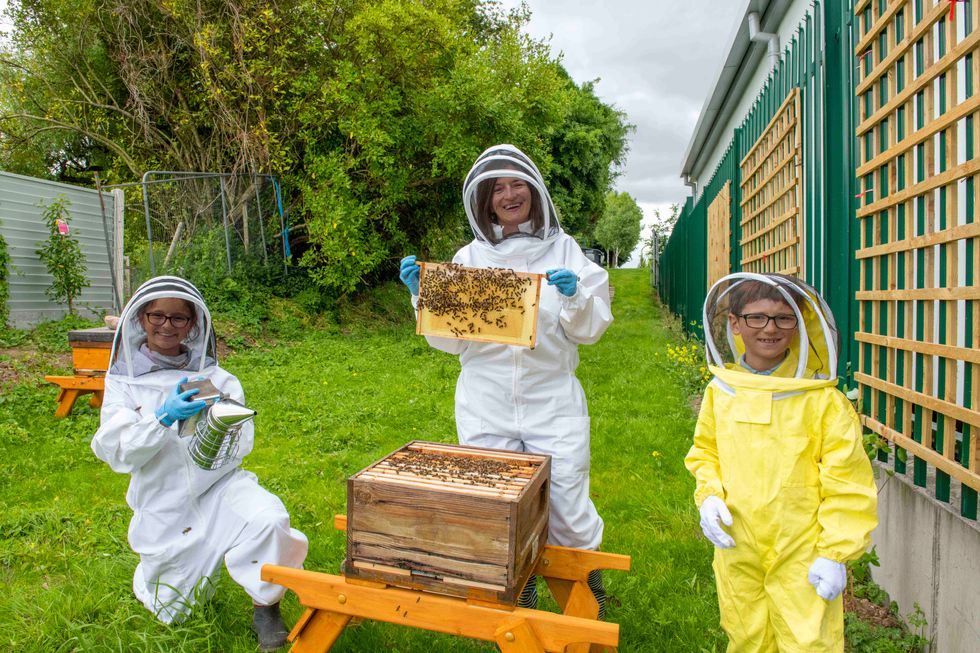 Hospital installs hives to ease children’s bee and wasp sting fears