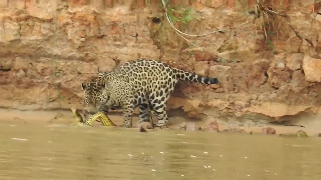 Jaguar pounces on two-metre-long swimming anaconda in savage attack