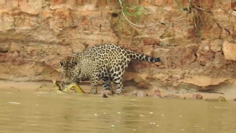 Jaguar pounces on two-metre-long swimming anaconda in savage attack |  indy100