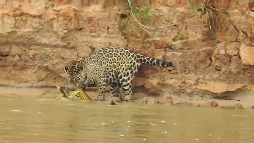 Jaguar pounces on two-metre-long swimming anaconda in savage attack | indy100 Jaguar pounces on two-metre-long swimming anaconda in savage attack | indy100