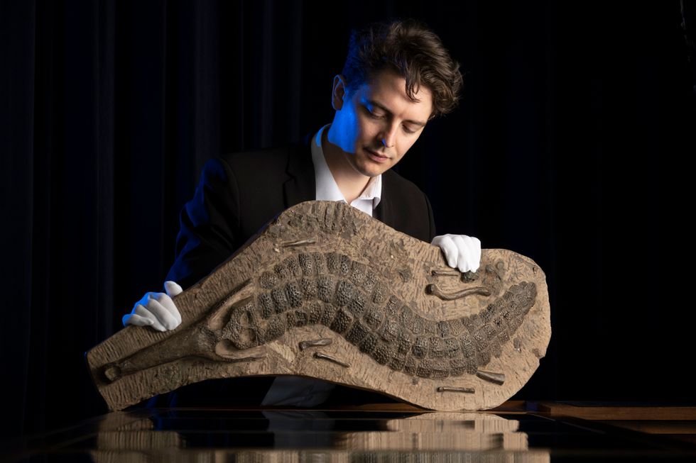 40-million-year-old crocodile fossil could be snapped up for £15,000 at auction