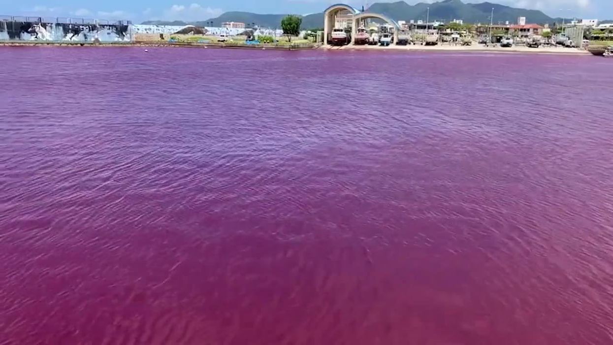 Locals alarmed as clear Japanese sea turns violent red