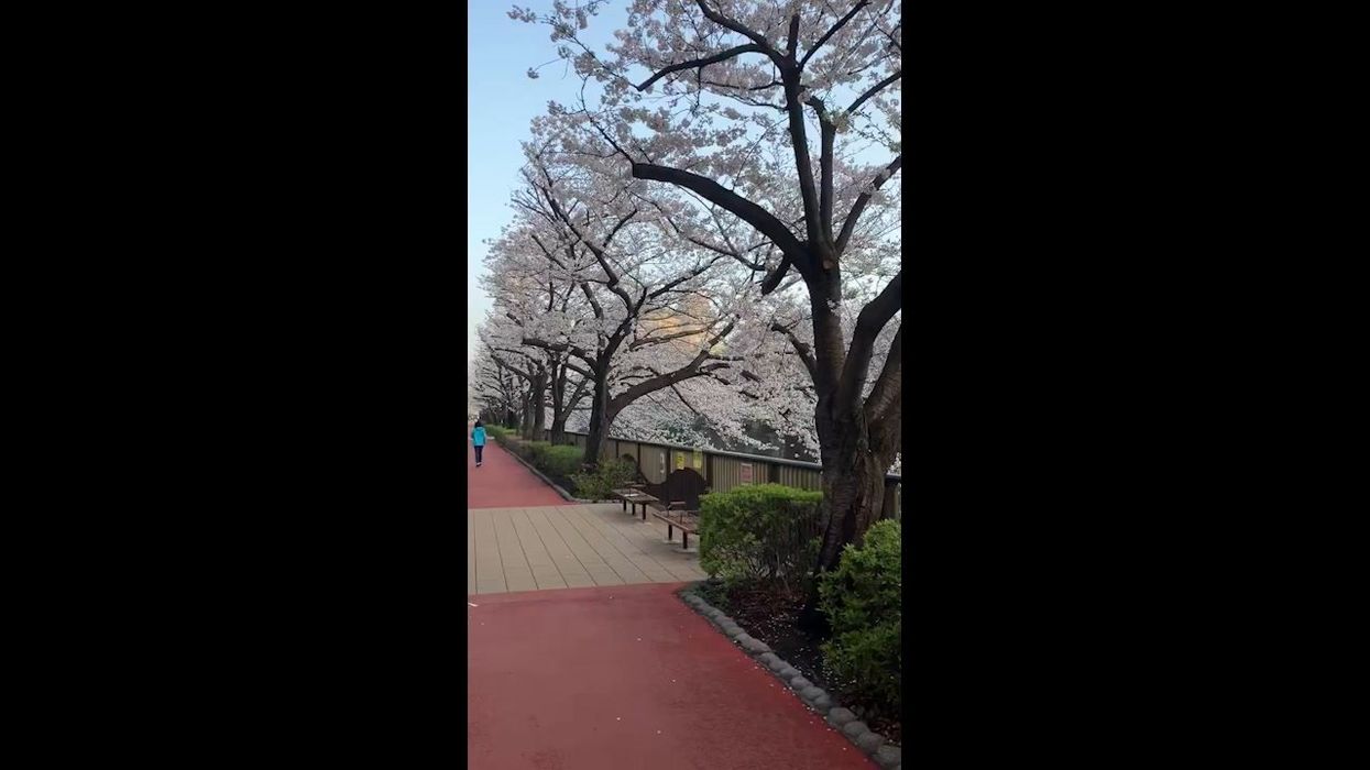 Are tattoos illegal in Japan? TikToker gets turned away from hotels for having ink on show