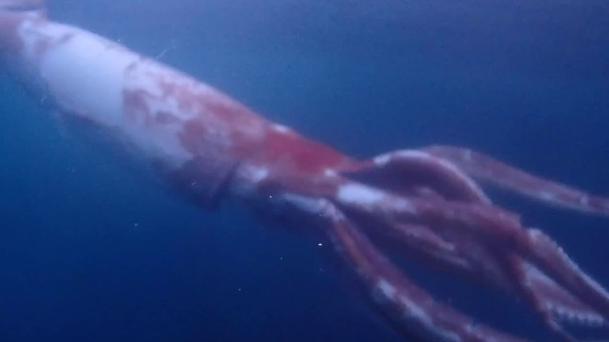 Rare eerie footage shows deep-sea squid's once-in-a-lifetime performance