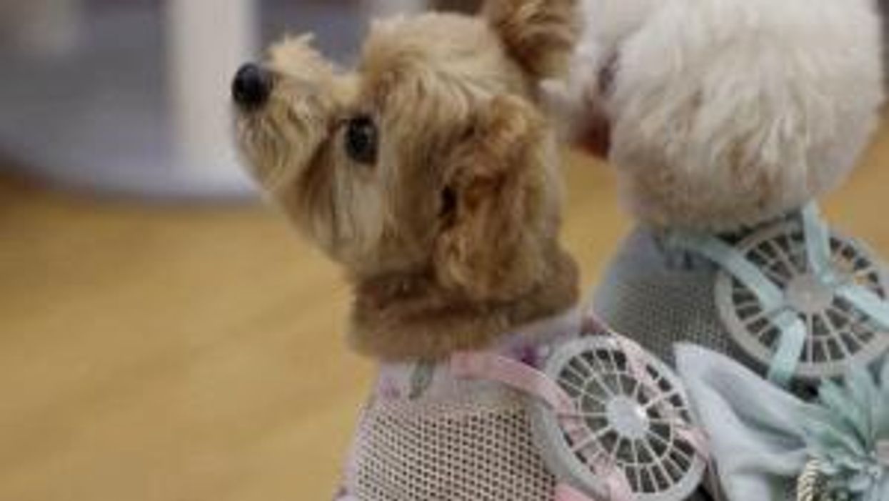 Dogs in Japan are wearing fans to help keep themselves cool in the heat