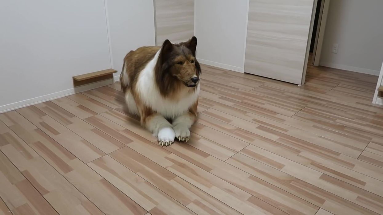 Man who became a dog now worried his friends will think he's 'weird'