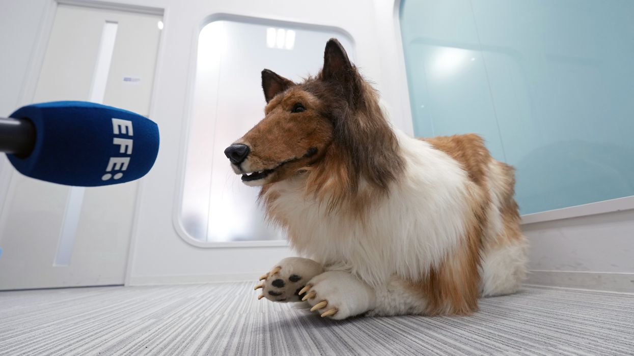 Japanese man who became a dog says he wants others follow in his footsteps in first interview