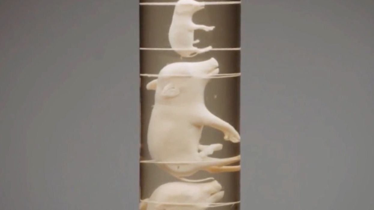 'Gorgeous' pig foetuses sell for stomach-turning figure on auction show