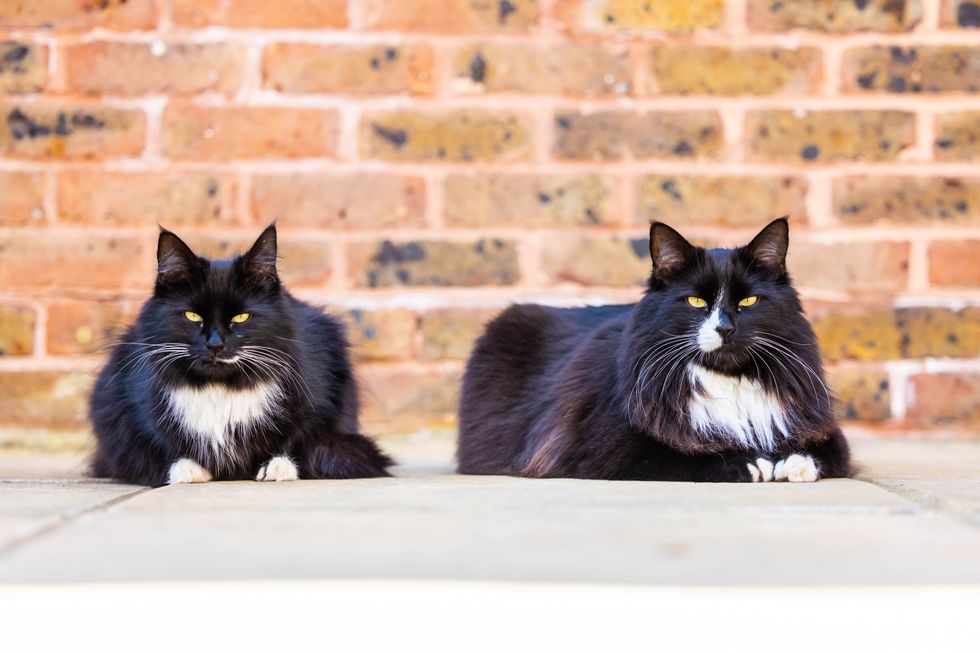 Jasper and Willow share Cat of the Year award for bringing ‘comfort’ to hospice