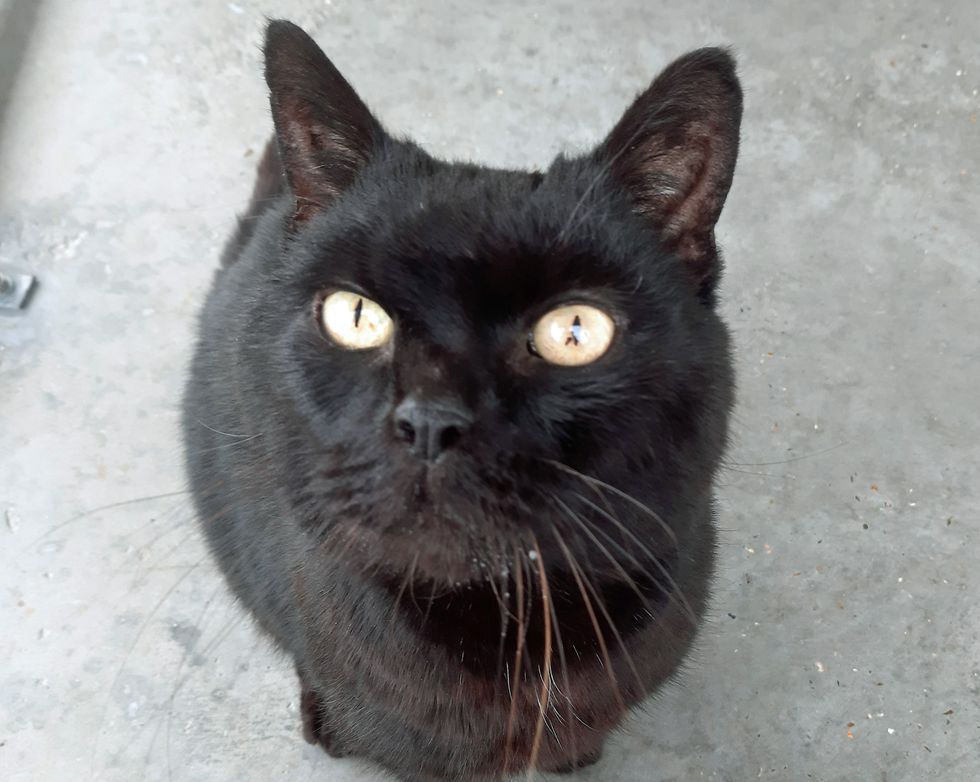 Jess in care looking up at camera \u2013 landscape \u2013 please credit Cats Protection