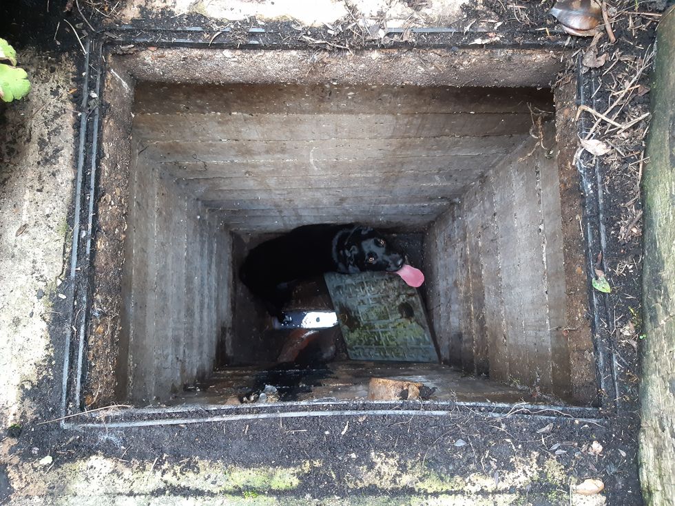 Black Labrador that fell in sewer saved after neighbours asked to stop flushing