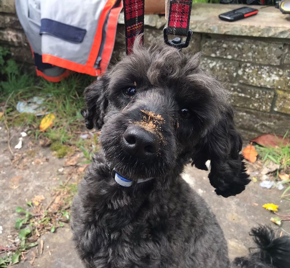 Specialist firefighters tunnel under home to rescue trapped poodle