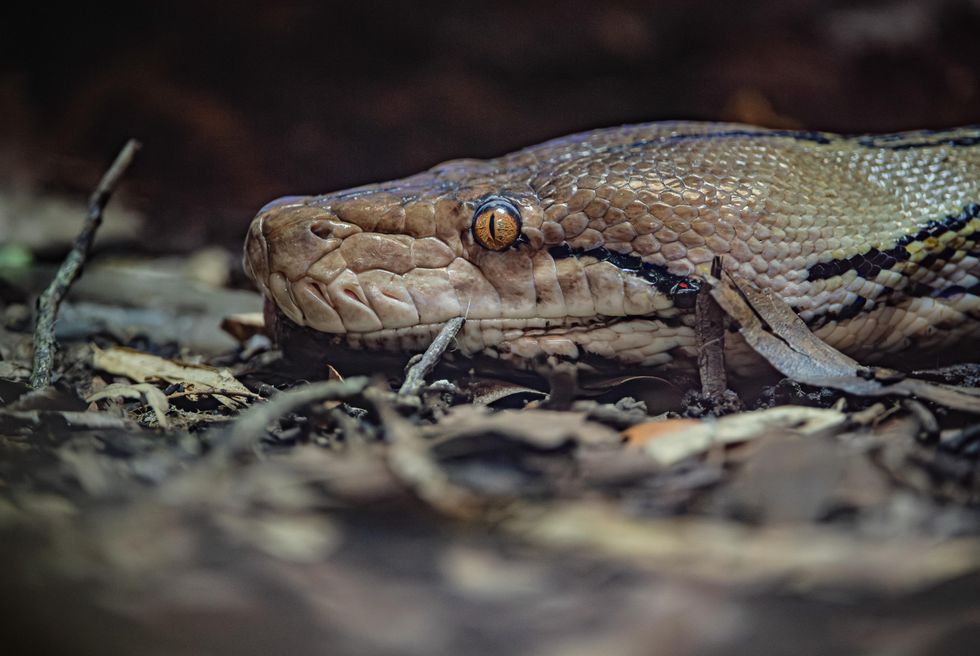 Jodie Foster the python