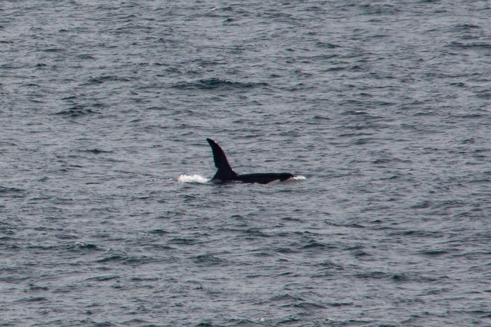 'John Coe' is one of two killer whales photographed off the Cornish coast (Will McEnery/PA)
