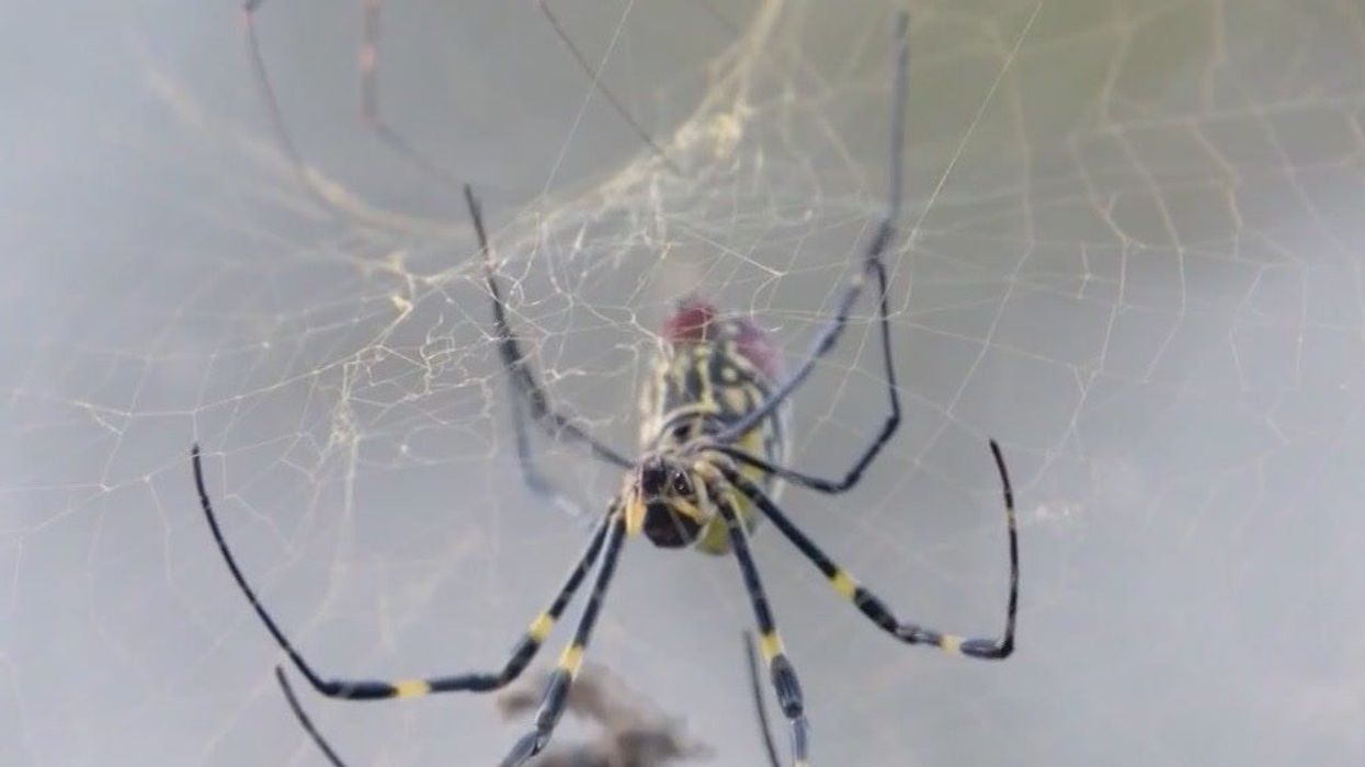 Giant spiders with 6-foot webs set to ‘take over’ US cities