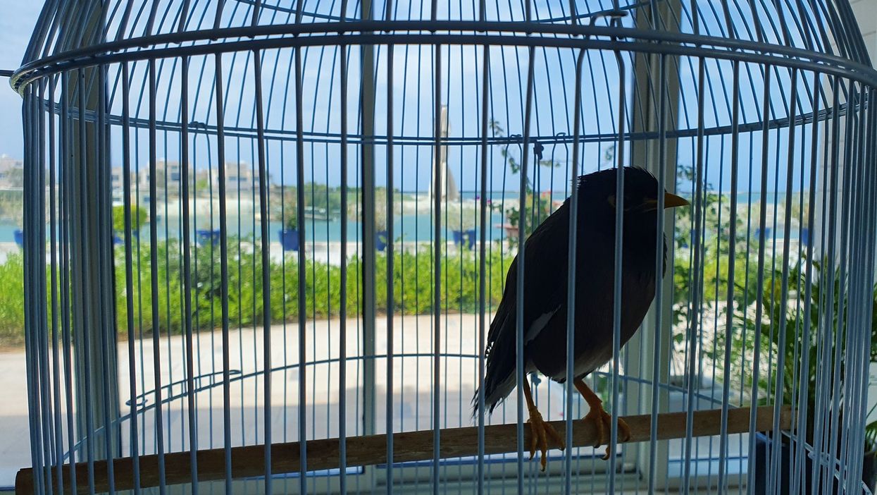 Juji the myna bird in his cage (@Xavier_Chatel_/PA)