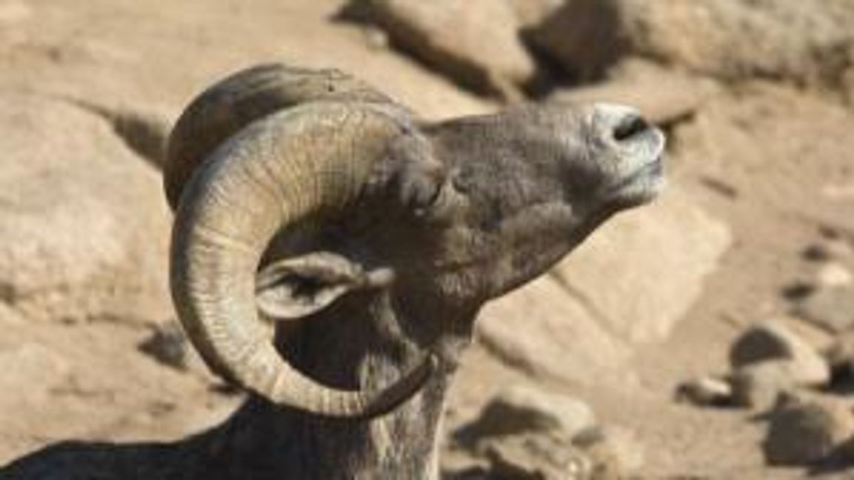 Ram sentenced to three years in prison for murder