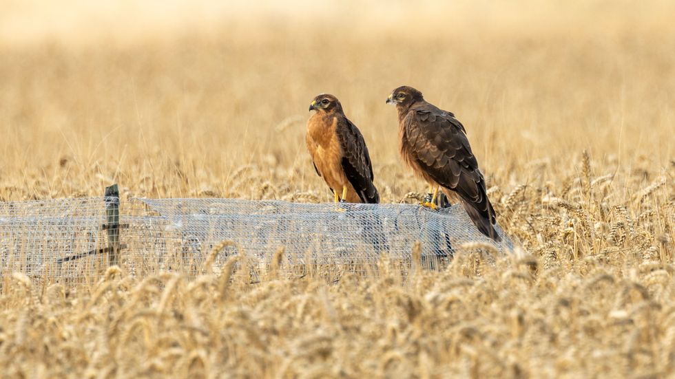 Conservationists ‘overjoyed’ at successful breeding by rare Montagu’s harriers