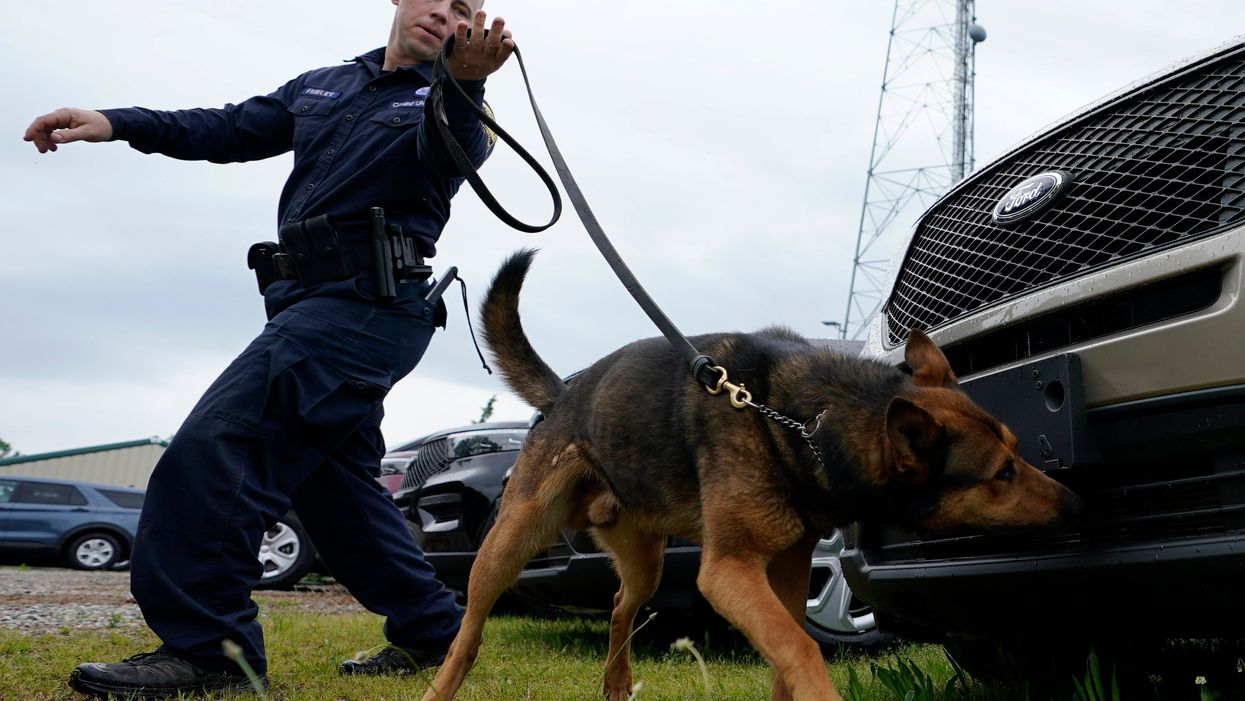 <p>K-9 sniffer dogs are at risk of losing their jobs due to more states legalizing marijuana </p>