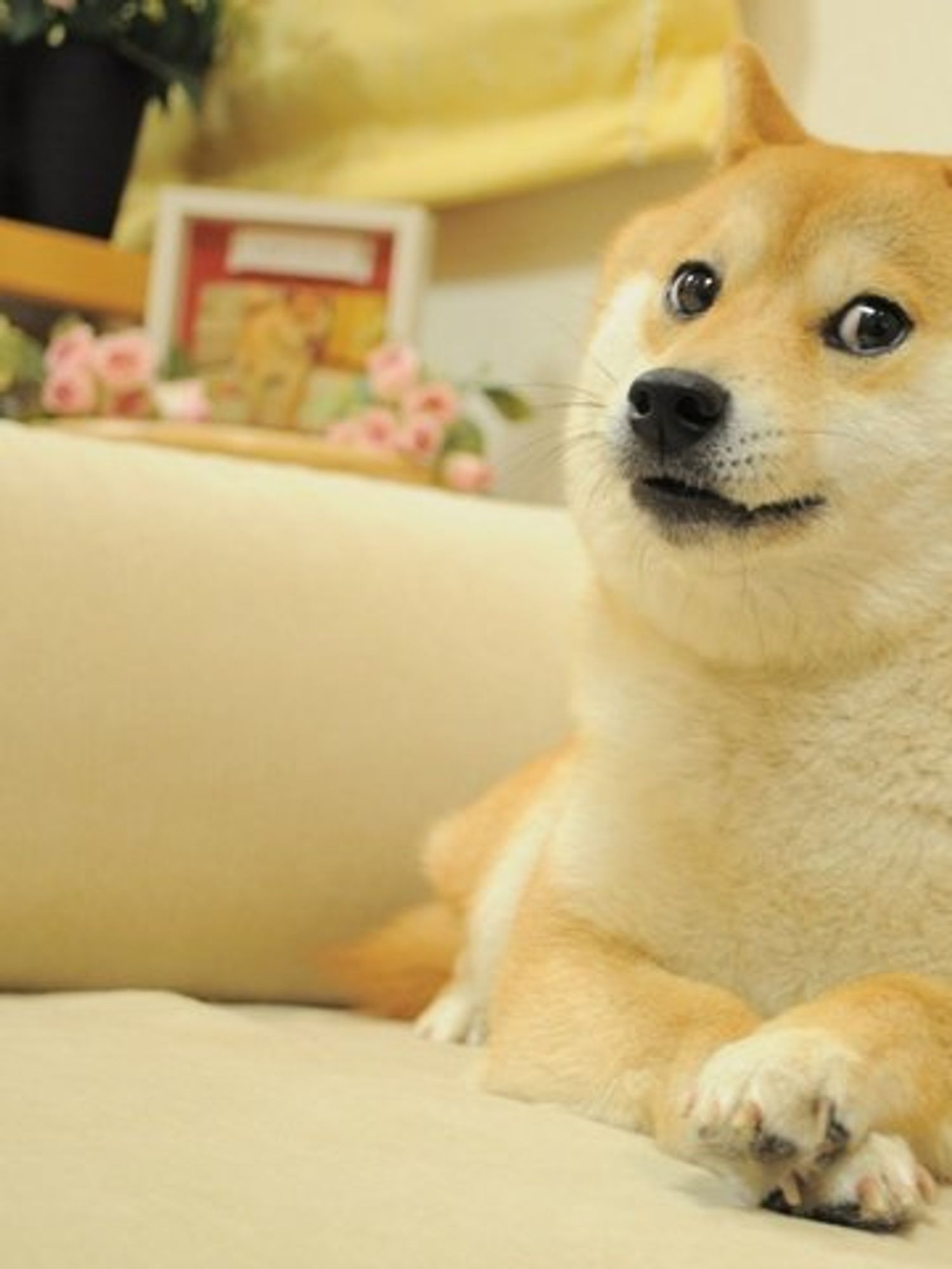 Kabosu, dog famous for the Doge meme, dies aged 18