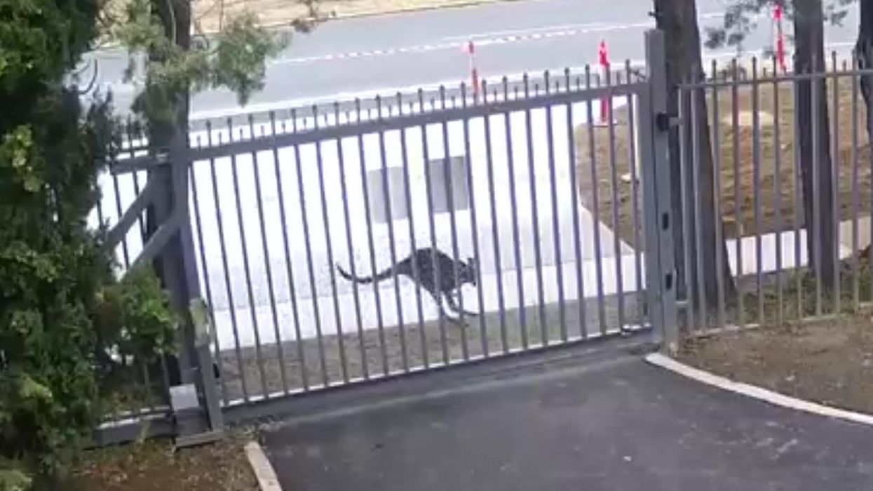 Kangaroo seen attacking gates of Russian embassy in Australia in viral footage